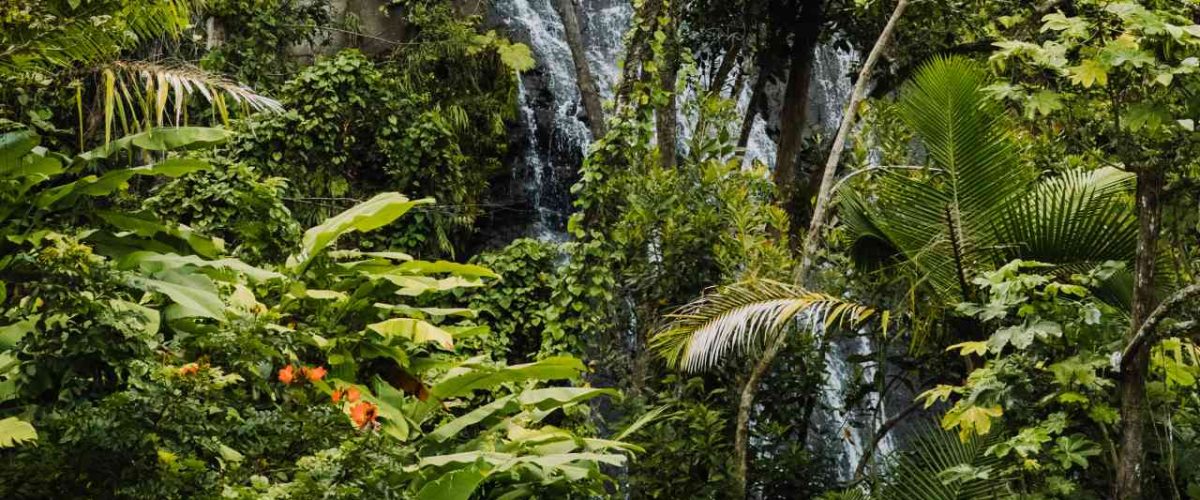 Wasserfall im El Yunque Regenwald