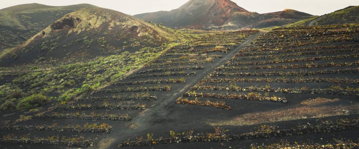 Weinberg auf La Palma