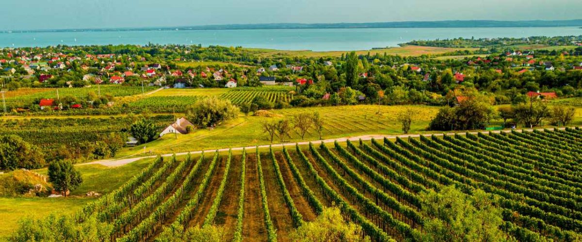 Weinberg bei Csopak am nördlichen Balaton