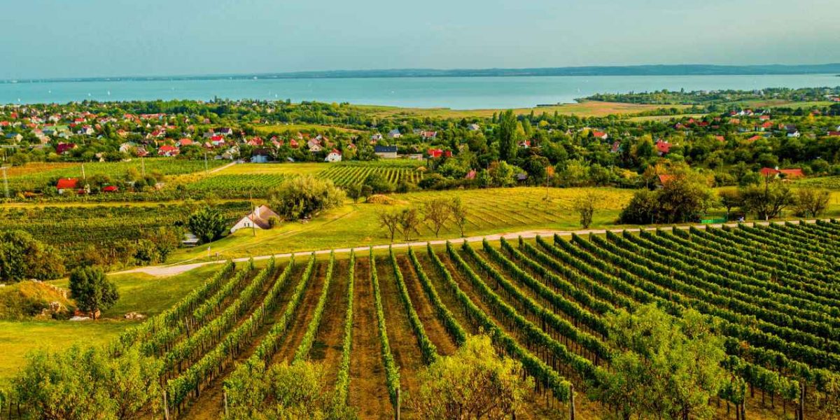 Weinberg bei Csopak am nördlichen Balaton