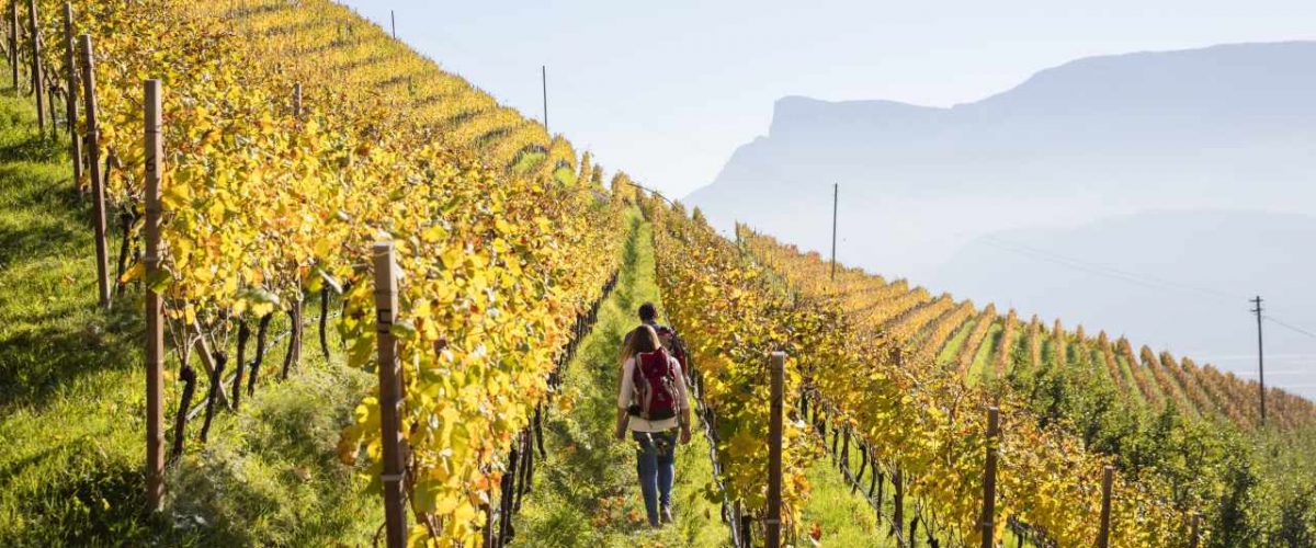 Weinberge Herbst Südtirol