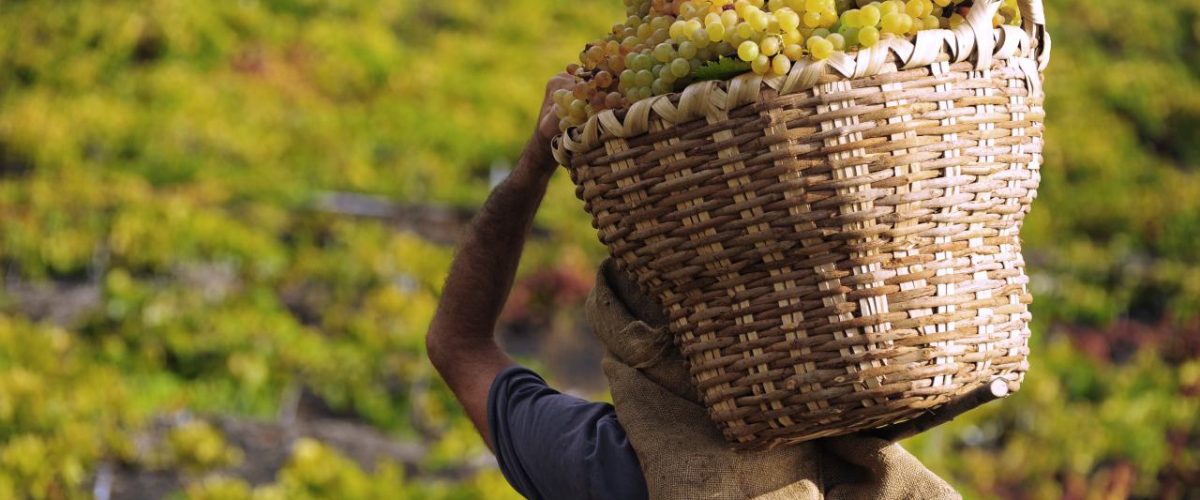 Weinernte auf La Palma