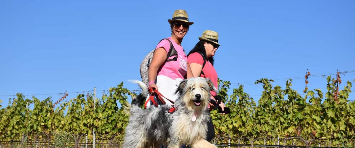 Weinwanderung mit Hund durch die Dracénie im Var