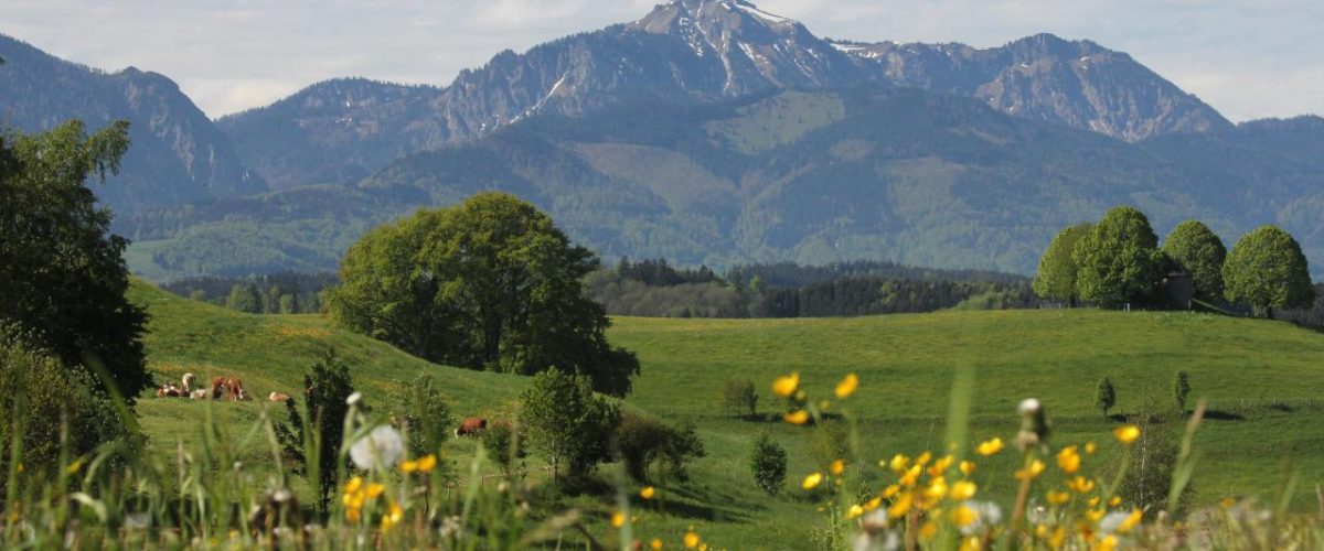 Wiesenpflanzen und Kräuter im Chiemgau