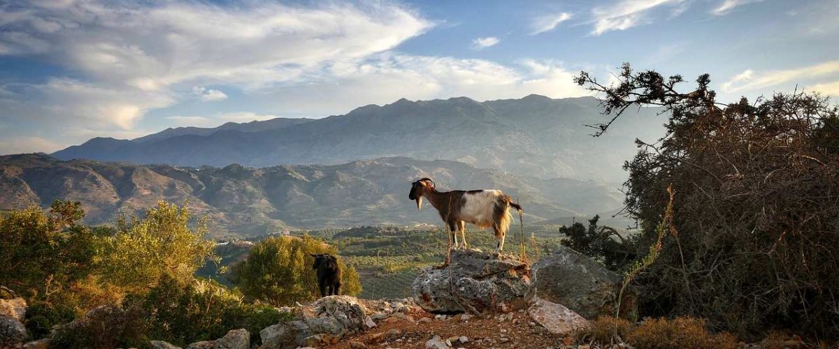 Ziege Berglandschaft Kreta